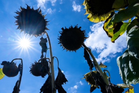 Wetter / Bis zu 32 Grad am Wochenende: Der Sommer gibt noch einmal alles