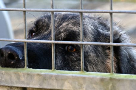 Welttierschutztag / Tierheime platzen aus allen Nähten