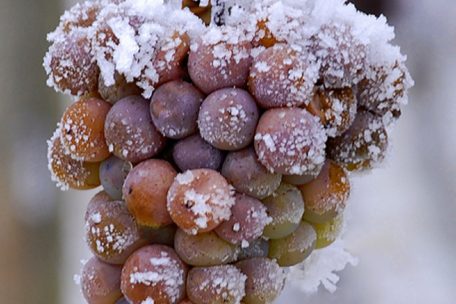 Bedingt durch den Klimawandel gestaltet sich die Eisweinproduktion immer schwieriger. Vom diesjährigen Jahrgang wird es leider keinen geben.