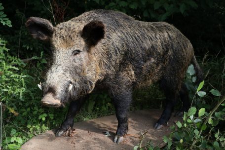 Fauna / Jagen zum Umwelt- und Klimaschutz: Das denkt die Natur- und Forstverwaltung darüber