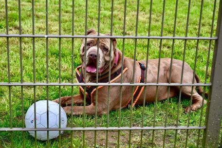 Er ist noch unentschieden: ballverliebter Vierbeiner