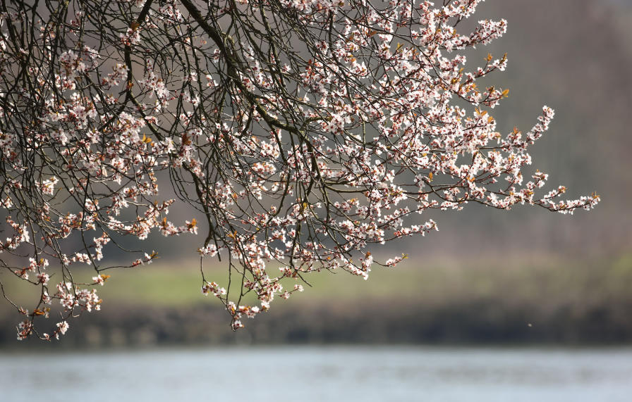 Frühlingszauber am Moselufer