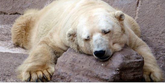 Der  «traurigste Bär der Welt» ist tot