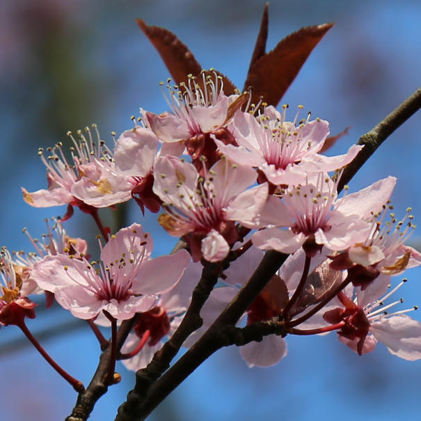 Frühling ist im Anmarsch