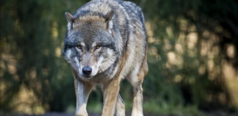 Der Wolf vor einem Comeback in Luxemburg