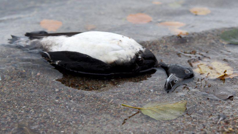 Verdacht auf Vogelgrippe in Rheinland-Pfalz