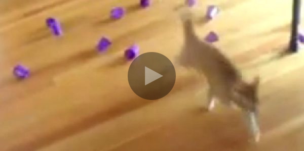 Katzen-Bowling