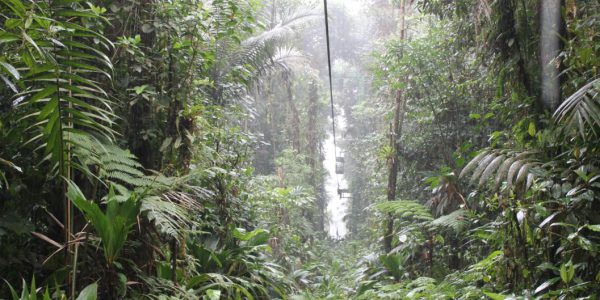 Ausflug in den Regenwald