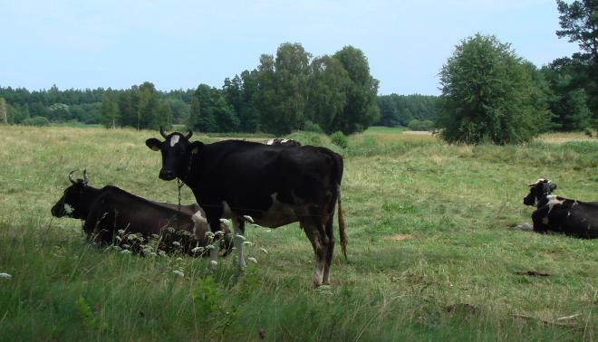 Kuh verletzt zwei Wanderer