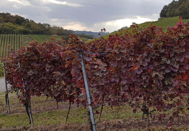 Hoch in den Weinbergen