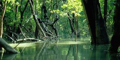 Mangroven helfen beim Klimaschutz