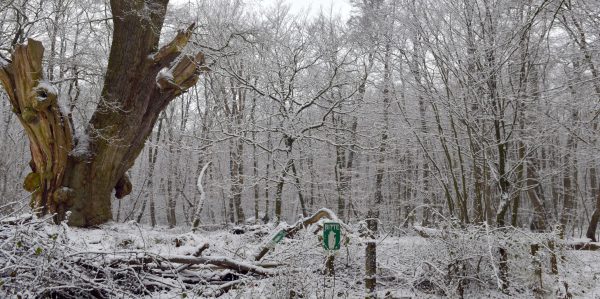 Mann beim Holzmachen verunglückt