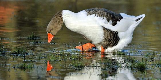 Mann duelliert sich mit Gans