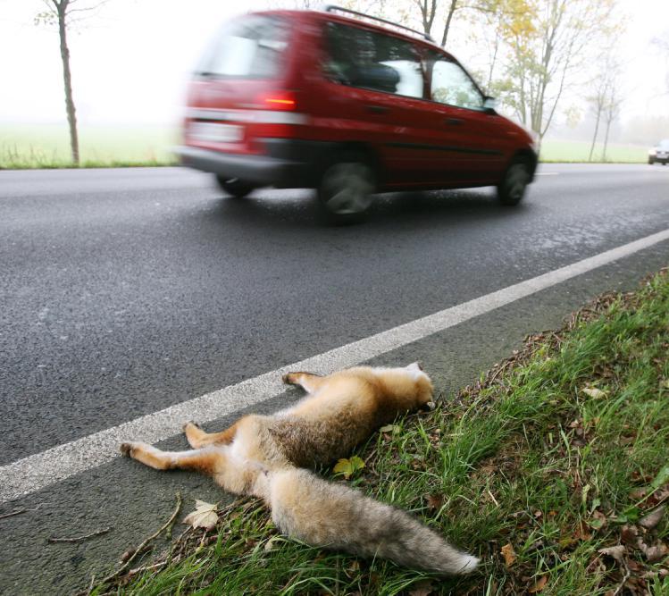 Toten Fuchs gefunden? Bitte melden!