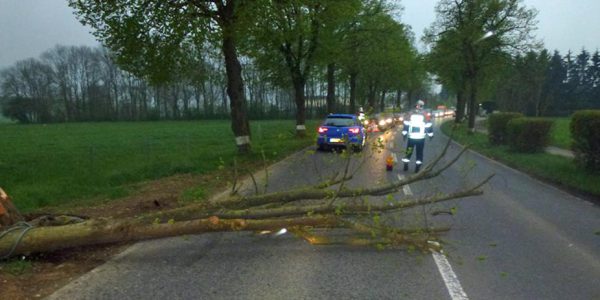 Auto prallt gegen Baum - Baum knickt um