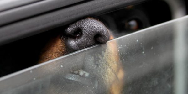 Vier Hunde aus überhitztem Auto befreit