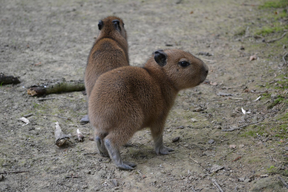 Der tierische Trend im Internet