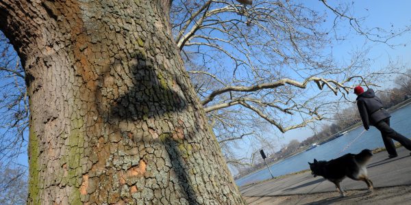 Verliebt in einen Baum