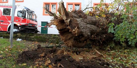 Baum stürzt um - Eine Frau stirbt