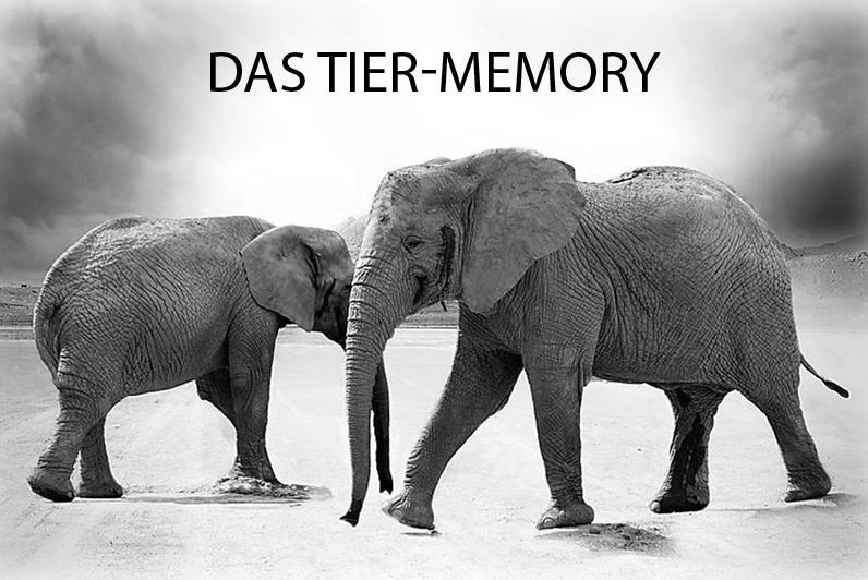 Sind Sie ein Memory-Meister?