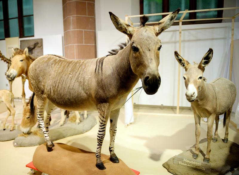 Eselkopf und Zebrabeine