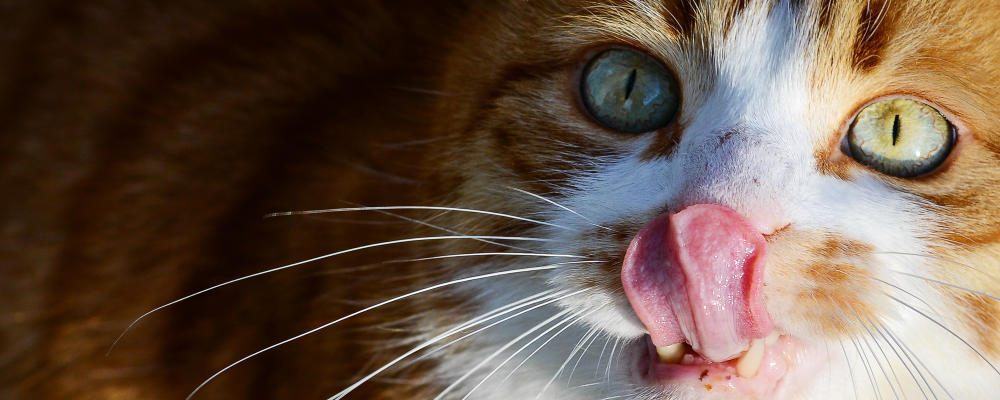 Feuerwehr rettet Katze nach vier Tagen von Baum