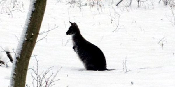 Skippy macht einen Ausflug