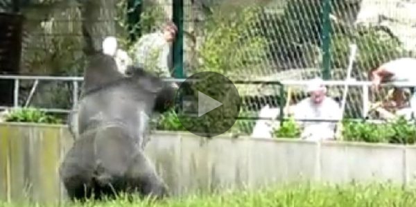 Gorilla legt sich mit Handwerkern an