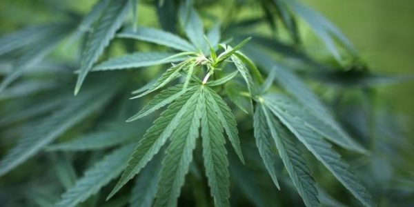 Cannabis-Plantage im Schuppen