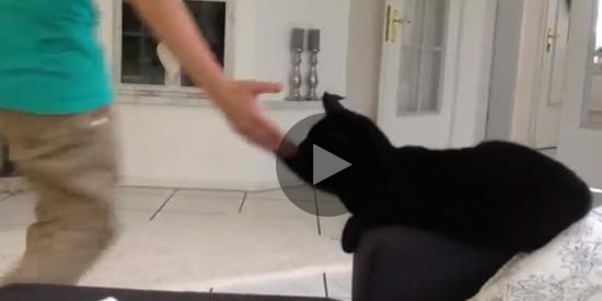 Der High-Five-Kater