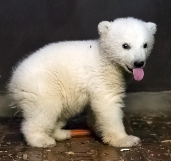 Eisbärenbaby Fritz ist tot