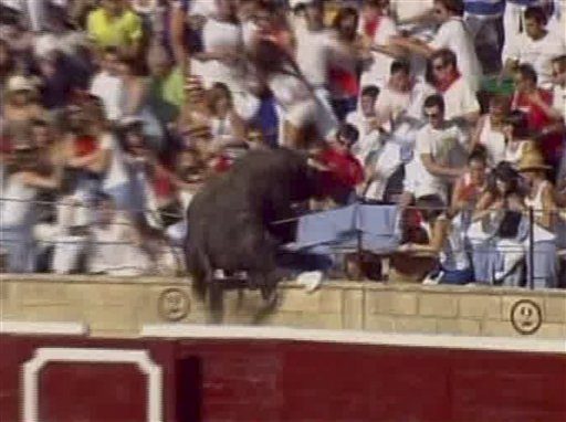 Corrida andersrum: Stier stürmt Tribüne